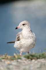 Obraz premium Seagull bird or seabird standing feet on sea beach