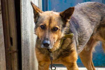 The watchdog is a sheepdog on a chain. Lies on the path near the booth.