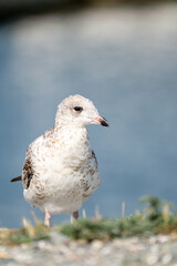 Seagull bird or seabird standing feet on sea beach