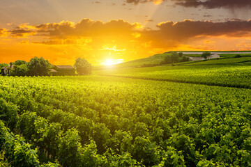 Beautiful vineyard at sunset. Travel around Tuscany, Italy.
