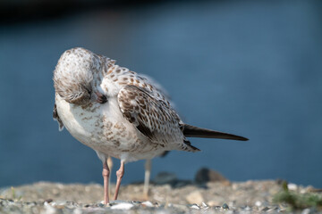 Seagull bird or seabird standing feet on sea beach