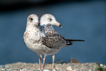 Seagull bird or seabird standing feet on sea beach