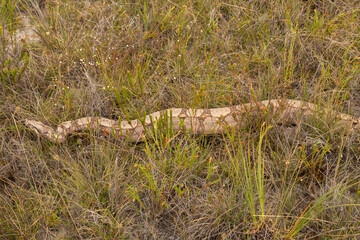 Boa constrictor close to Itacambira in Minas Gerais, Brazil