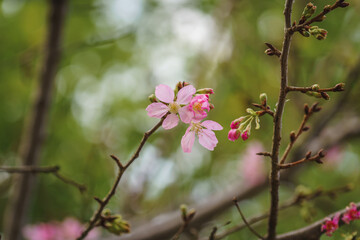 Pink and red cherry blossoms, close-up view of flowers background