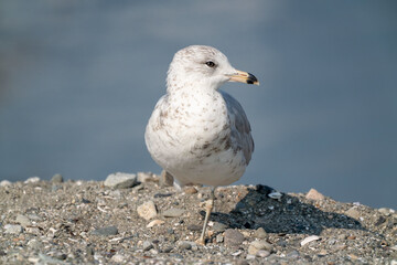 Seagull bird or seabird standing feet on sea beach