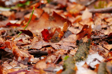 Apodemus sylvaticus a wood mouse looks out of the mouse hole in the forest floor covered with leaves