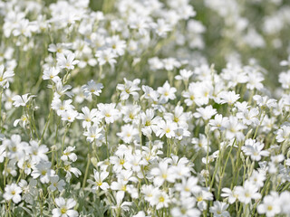 Filziges Hornkraut, Cerastium tomentosum, im Frühling