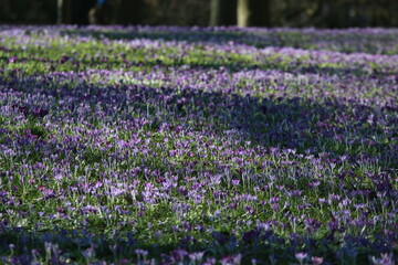 Obraz premium Crocus carpet on a meadow in the park
