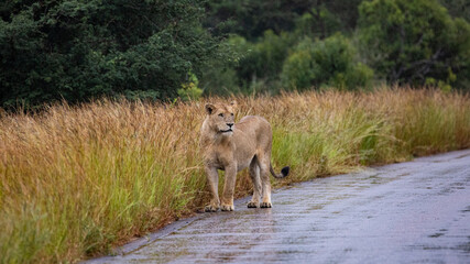Big lioness in the rain