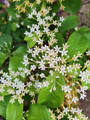 beautiful white ixora flower in nature