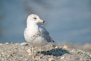 Seagull bird or seabird standing feet on sea beach