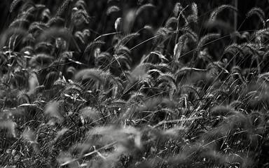 grass in the wind