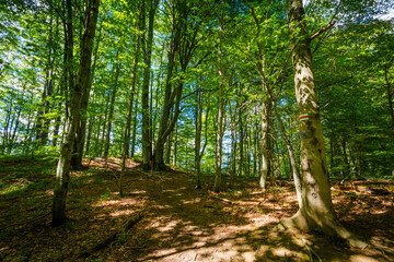 Polonina Carynska path in Bieszczady