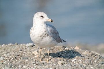 Seagull bird or seabird standing feet on sea beach