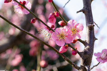 東京の梅の名所で梅まつり
