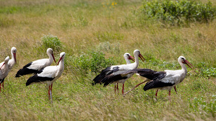 A flock of white storks