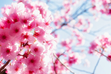  Peach blossom 
