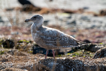 Seagull bird or seabird standing feet on sea beach