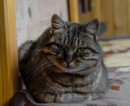 Fluffy gray cat sits on the verenda on the bench