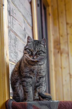 Fluffy gray cat sits on the verenda on the bench