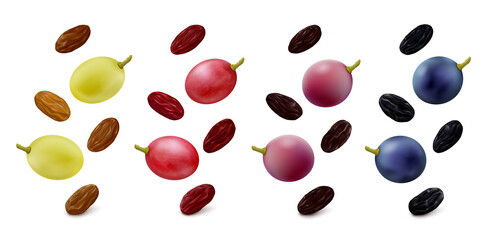 Green Thompson seedless, pink, purple and blue grape berries with raisins in different colors hang in the air isolated on white background. Realistic vector illustration.