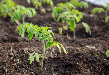 Tomato seedling in the ground