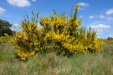 Besenginster im Moor - Cytisus scoparius in einer Detailaufnahme