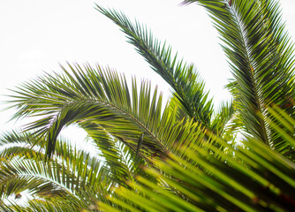 Obraz na płótnie Canvas Palm leaves against the sky.