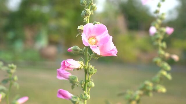 Pink hollyhock flower on green blurring background. The hollyhock growing in a garden. Gentle moving in the wind.