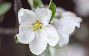 Fototapeta na wymiar Flowers on branches of an apple tree