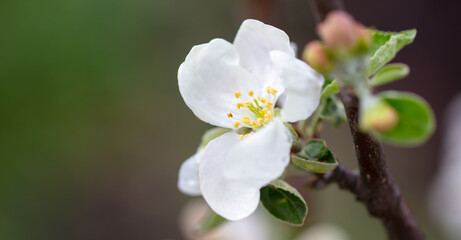 Fototapeta na wymiar Flowers on branches of an apple tree