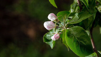 Obraz premium Flowers on branches of an apple tree