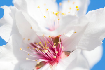 Extreme close-up of a blossom of a almond tree against blue sky