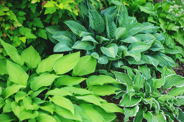 various hostas planted together in summer garden, shady garden ideas and landscaping concept