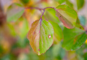 Colorful leaves on the tree in autumn.