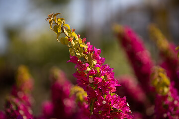 Pink summer flower