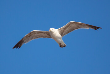Seagull in flight against the blue sky.
