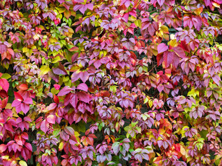 Natural autumn background with maiden grapes. The bard and green leaves of wild grapes are beautifully arranged throughout the background.