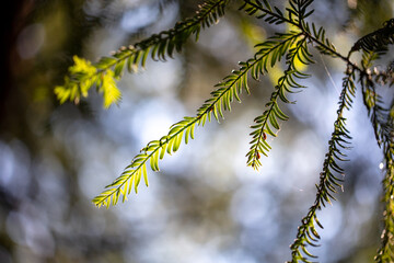 Needles on a coniferous tree in the park.
