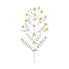 Vector color hand drawn illustration with Hypericum perforatum or Perforate St John's wort. Minimalist Flower, herb and medicinal plant. Wildflower for logo design, tattoo, postcard