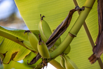 banana tree