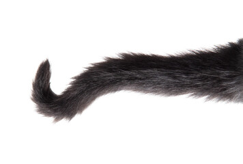 Black cat tail isolated on white