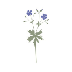 Vector color hand drawn illustration with Meadow geranium pratense. Minimalist Flower, herb and medicinal plant. Wildflower for logo design, tattoo, postcard