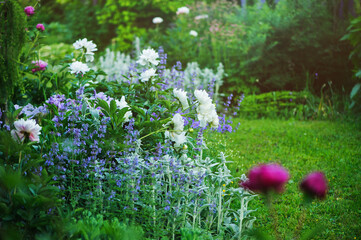beautiful english style cottage garden view in summer with blooming peonies and companions -...