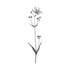 Vector color hand drawn illustration with Ragged-robin or Silene flos-cuculi. Minimalist Flower, herb and medicinal plant. Wildflower for logo design, tattoo, postcard