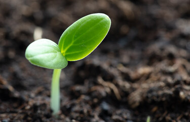 A small sprout of a cucumber in the ground in spring.