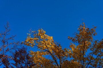 autumn leaves against blue sky