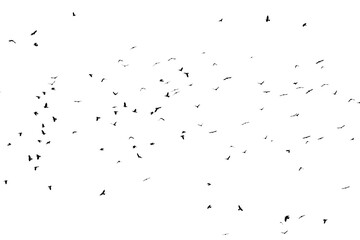 A flock of birds isolated on a white