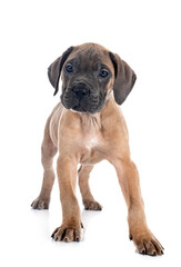puppy cane corso