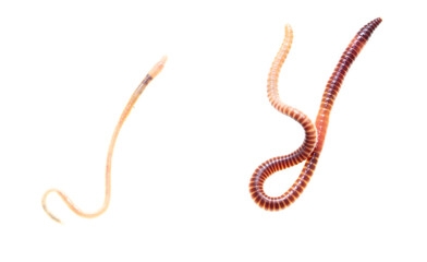 Earthworm on a white background.